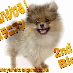 【 ポメラニアン 】スマイル全開のアイドル!表情が可愛すぎる姿を届ける2nd記事