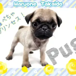【 パグ 】鼻ペチャが可愛い女の子!お子様の最強パートナーが高井戸に登場!