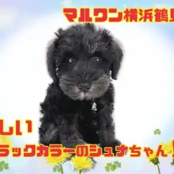 【 シュナウザー 】珍しいブラックカラーの、シュナちゃん仲間入り!!