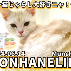 【 クリームマンチカン 】クリームマンチちゃんは猫じゃらし大好きだニャー!・成長記録