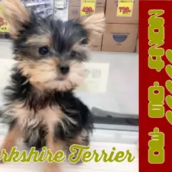 【 ヨークシャーテリア成長ログ 】シャンプー体験ますます美しく変身中！