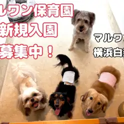 【 犬のほいくえん 】緊急速報！保育園空き状況のお知らせ
