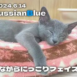 【 ロシアンブルー成長ログ 】寝ながらにっこりロシアンスマイル！