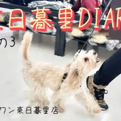 【 東日暮里DIARYその3 】マルプーのお散歩～店内パトロール～