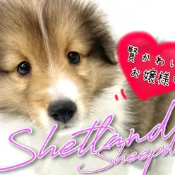 【 シェットランドシープドッグ 】シェルティの愛称で知られる賢可愛いお嬢様！
