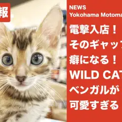 【 速報 】ギャップ萌えなワイルドキャットが電撃入店【 NEWS横浜元町 】