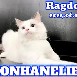 【 ラグドール成長ログ 】ぬいぐるみじゃないニャ!ラグドールちゃまニャ!