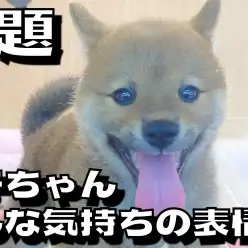 【 柴犬成長ログ 】問題:この柴子ちゃんはどんな気持ちの表情でしょうか？！