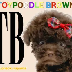 【ブラウントイプードル】抜群の毛量の激レアカラーのトイプードル！！