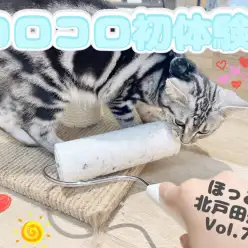 【 ほっこり北通Vol.73 】コロコロと戦うアメショちゃん