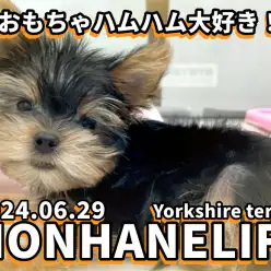 【 ヨークシャーテリア成長記録 】ヨーキーちゃんのハムハム遊び！