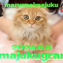 【 イマジュクグラム 】生後3ヶ月のスコティッシュちゃまのお手入れに密着!