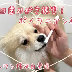 【 ポメラニアン 】毎日歯みがき練習！ポメラニアン編