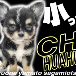 【 チワワ 】体重400g台！林檎頭の小さなプリンセスがあなたの夢を叶えます！