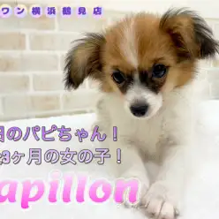 【 パピヨン 】本日のパピちゃん！生後3ヶ月の女の子！