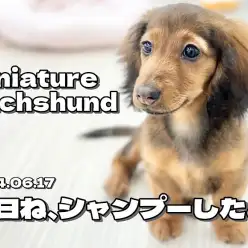 【 ダックスフント成長ログ 】美しさを保つための身だしなみはバッチリよ！