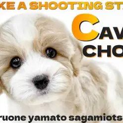 【 キャバション 】流れ星の様に現れた！見逃し厳禁の可愛すぎる超人気MIX！