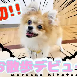 【 ポメラニアン 】2nd成長ブログ！最初の練習は初お散歩から！