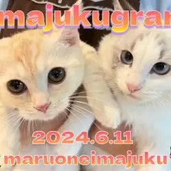 【 イマジュクグラム 】後輩マンチカンちゃまと初対面したラグドールちゃまに密着！