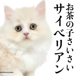 【 サイベリアン 】毛量たっぷりクリームコートの男の子！物怖じしない性格が最高！