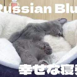 【 ロシアンブルー成長ログ 】ふわふわベットがお気に入り！幸せな寝姿！