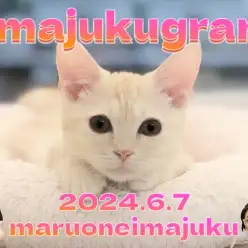 【 イマジュクグラム 】お散歩デビュー記念ブログ!生後4ヶ月のマンチカンちゃま!