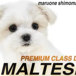 【 マルチーズ 】都内No.1の整い顔！極上級の愛らしさを持つプリンセスが君臨。