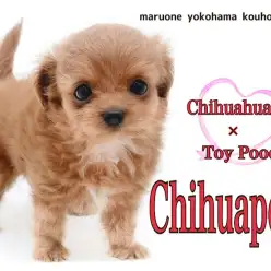 【 MIX 】超フレンドリーな鮮やかレッドカラーのチワプーの女の子