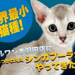 【 シンガプーラ 】世界最小猫種!小さな妖精シンガプーラちゃんがマルワン本羽田に登場!