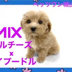 【 MIX 】毛の抜けにくいMIX犬マルプー！フワッと丸い動くぬいぐるみ