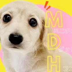 【 ミニチュアダックスフント 】短足代表の元気印！笑顔と癒しをお届けします