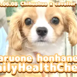 【 チワワ×キャバリアMIX 】天真爛漫なチワキャバちゃんのデイリーヘルスチェック!
