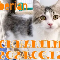 【 サイベリアン 】元気いっぱい愛嬌だらけのサイちゃんの1日！