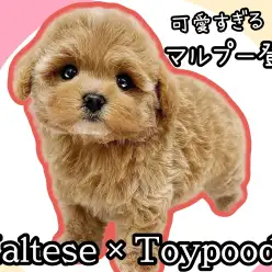 【 MIX犬 】最上級のルックス!トイレ成功率8割越えの賢さも持つ究極のマルプー