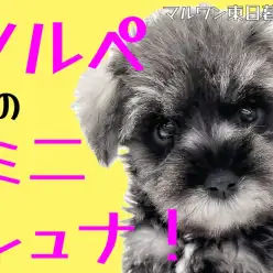 【 ミニチュアシュナウザー 】おひげ犬参上！定番ソルト＆ペッパーの丸っこい女の子