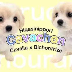 【 MIX キャバション 】ビションフリーゼ×キャバリアの希少ドワーフわんこ！