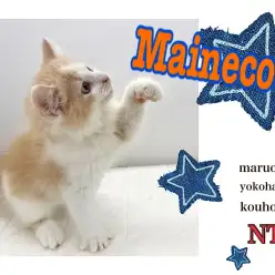 【 メインクーン  】BIGな男の子メインクーン、ご紹介ブログ第2弾