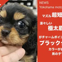 【 速報 】キャバ好きは絶対に会いにきて！【 NEWS横浜元町 】