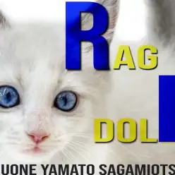 【 ラグドール 】クールなルックスと遊び好きで甘えん坊な性格のギャップがイイ!