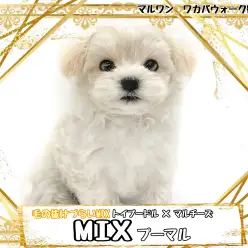 【 MIX 】みんな大好きもふもふ界の妖精!抜けにくい被毛のMIXプーマルちゃん