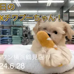 【 MIX 】本日のチワプーちゃん!生後3ヶ月の女の子!