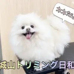 【 城山トリミング 】城山トリミング日和 No.16『ネネちゃん』