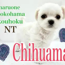 【 ミックス 】大きな瞳の人気ミックス犬！良いとこどりのチワマルちゃん