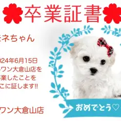 【 卒業証書 】モネちゃん卒業おめでとう！！スタッフママより愛を込めて！