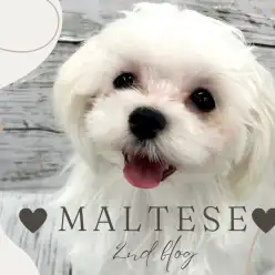 【 マルチーズ 】おしとやかなお姫様！おっとりマイペースに成長中の女の子