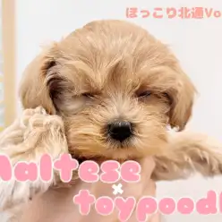 【 ほっこり北通Vol70 】丸顔マルプーちゃんのブラッシングデビュー！