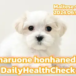 【 マルチーズ お手入れ 】今日のデイリーヘルスチェックはマルチーズちゃんだ！