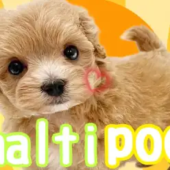 【 マルプー 】MIX犬代表!ルックス性格共にハイクラスなマルプーちゃん