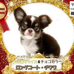 【 チワワ 】プレミアム級の可愛さと片手に乗る小ささのミニマムチョコチワワ