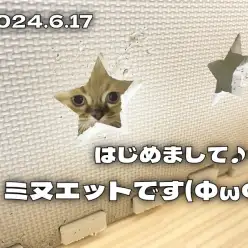 【 ミヌエット成長ログ 】新しく仲間入りしたシールポイントのミヌエットちゃん！